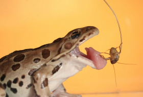 Frog tongues finally explained by `Reversible` Saliva